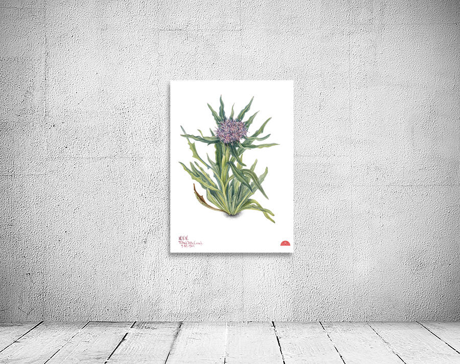 Saussurea Saussurea densa 1925 Wall Preview