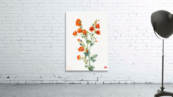 Scarlet Globe Mallow Sphaeralcea grossulariaefolia 1927 Wall Preview