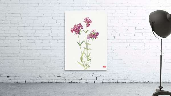 Hairy Phlox Phlox amoena 1930 Wall Preview