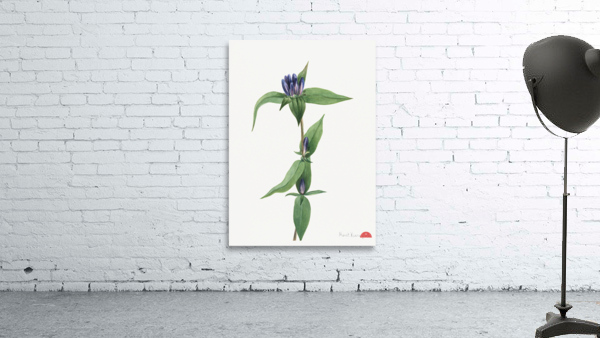 Bottle Gentian Gentiana saponaria 1905 Wall Preview