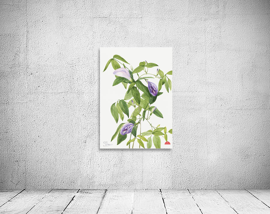 Butterfly Pea Clitoria mariana 1934 Wall Preview