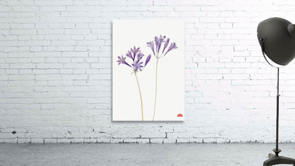 Butterfly Pea Clitoria mariana 1934 Wall Preview