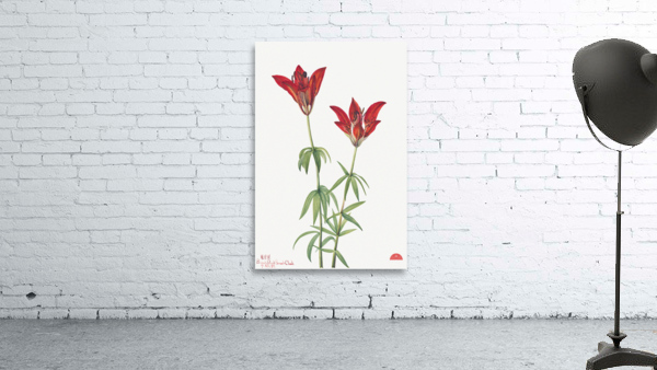 Wood Lily Lilium philadelphicum 1932 Wall Preview