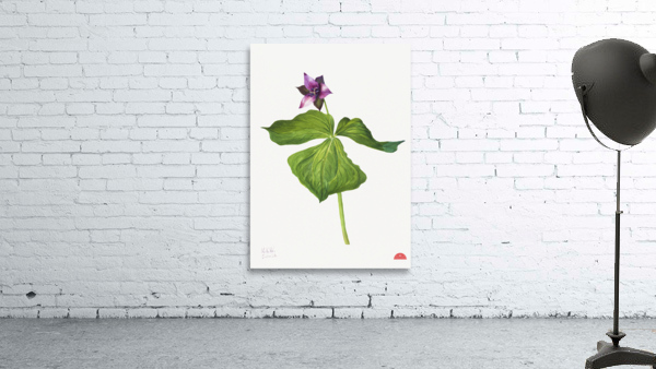 Trillium erectum 1938 Wall Preview