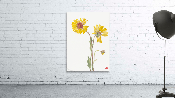 Perennial Gaillardia Gaillardia aristata 1904 Wall Preview