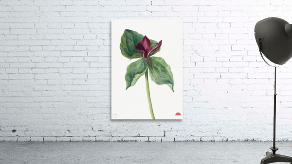 Water Lilies Castalia odorata 1879 Wall Preview