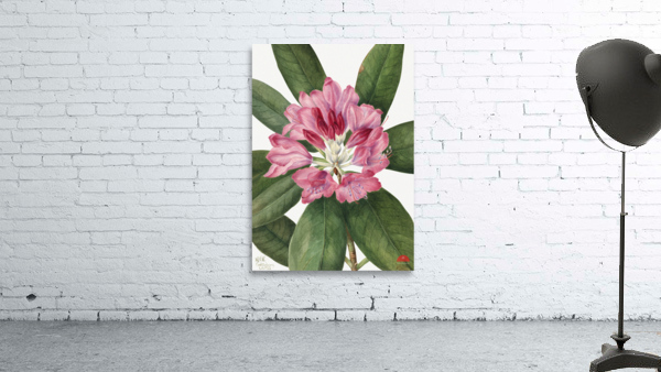 Mountain Rose Bay Rhododendron catawbiense 1932 Wall Preview
