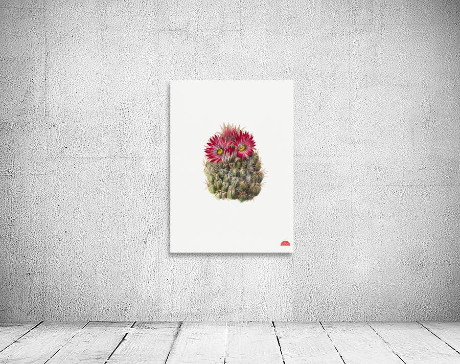 Hedgehog Cactus Coryphantha arizonica 1933 Wall Preview