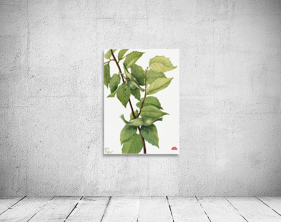 Beaked Hazelnut Corylus rostrata 1932 Wall Preview