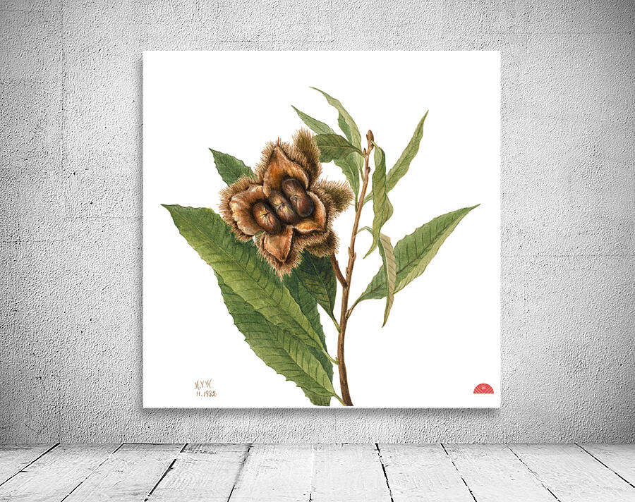 American Chestnut Castanea dentata 1932 Wall Preview