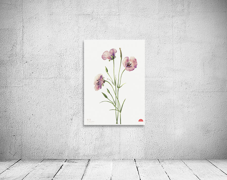 Lilac Mariposa Calochortus splendens 1926 Wall Preview