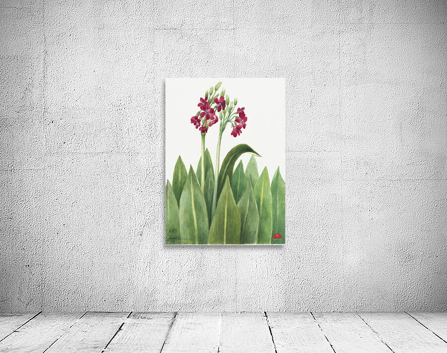 Primrose Primula parryi 1938 Wall Preview