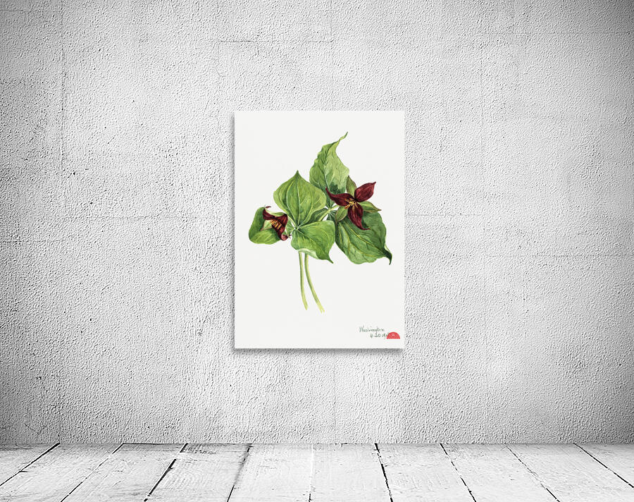 Giant Helleborine Epipactia gigantea 1880 Wall Preview