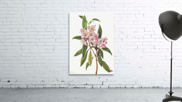Rose Bay Rhododendron Rhododendron carolinianum 1932 Wall Preview