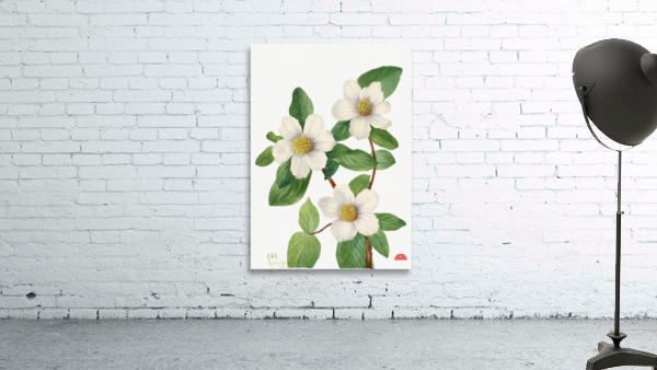 Pacific Dogwood Cornus nuttallii 1933 Wall Preview