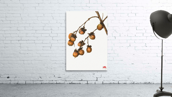 Persimmon Diospyros virginiana 1920 Wall Preview