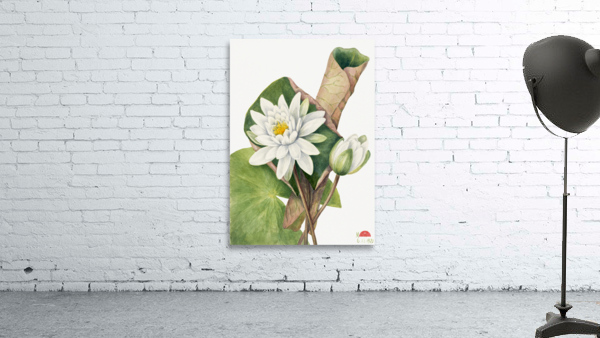 American Waterlily Castalia odorata 1920 Wall Preview