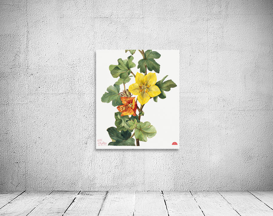 Red Willowweed Epilobium latifolium 1911 Wall Preview