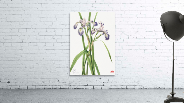 Blueflag Iris Iris versicolor 1919 Wall Preview