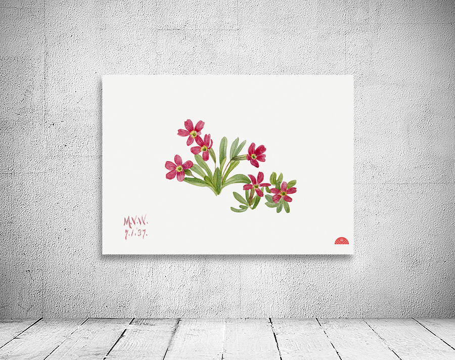 Primrose Primula angustifolia 1937 Wall Preview