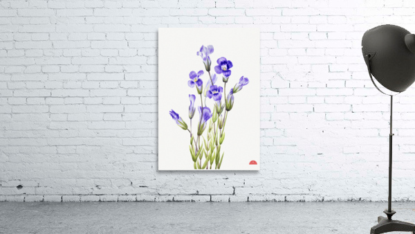Fringed Gentian Gentiana elegana 1933 Wall Preview