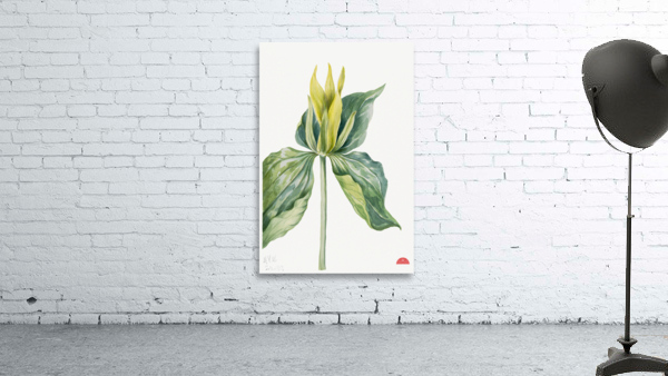Wake-Robin Trillium underwoodii 1937 Wall Preview