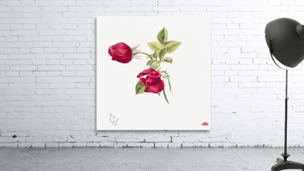 Rose 1878 Wall Preview