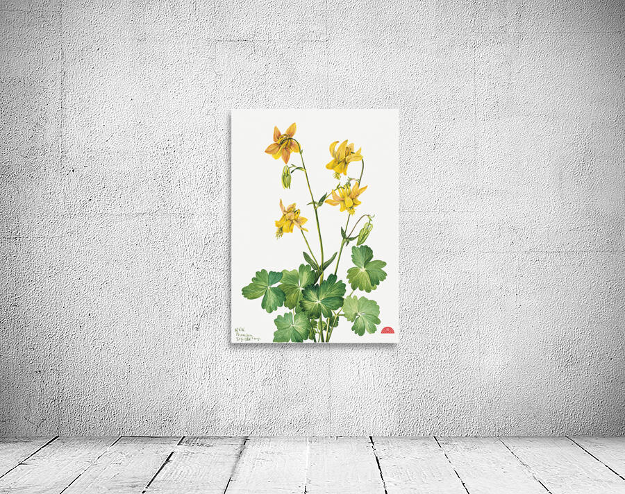 Lemon Columbine Aquilegia flavescens 1925 Wall Preview