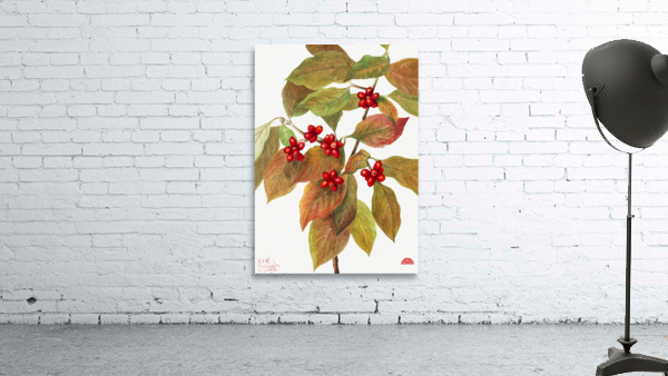 Flowering Dogwood Cornus florida 1919 Wall Preview