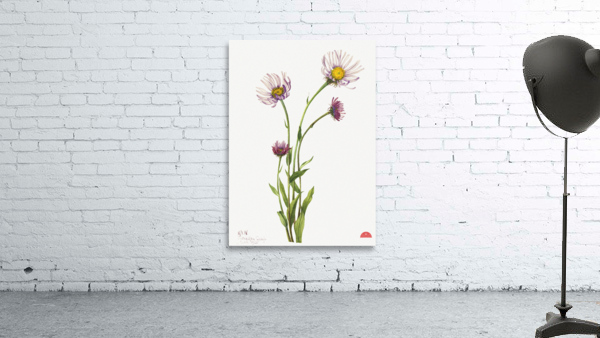 Alaska Fleabane Erigeron salsuginosus 1925 Wall Preview