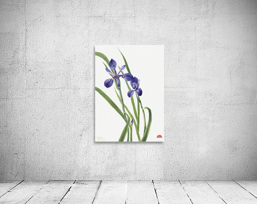 Iris Iris species 1939 Wall Preview