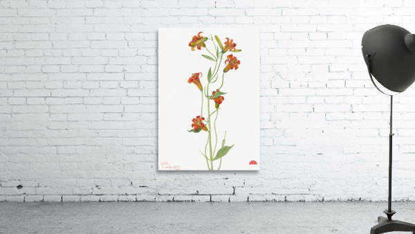 Small Tiger Lily Lilium parvum 1933 Wall Preview