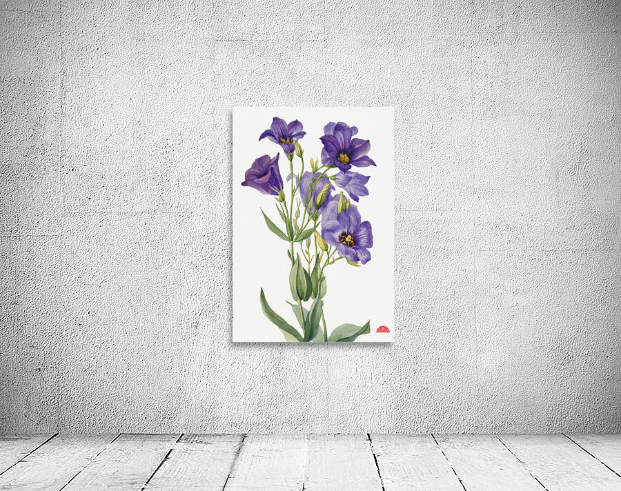 Eustoma russelianum 1930 Wall Preview