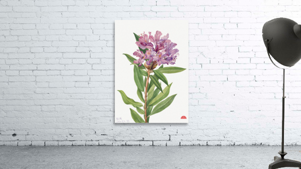 California Rose Bay Rhododendron californicum 1933 Wall Preview