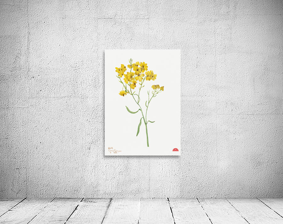 Psilostrophe sparsiflora 1938 Wall Preview