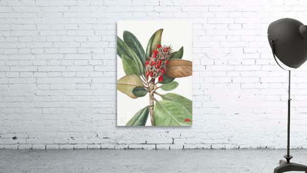 Southern Magnolia Magnolia grandiflora 1923 Wall Preview