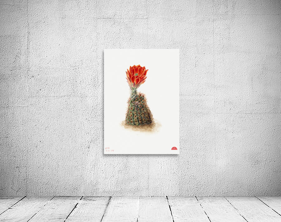 Cucumber Cactus 1939 Wall Preview