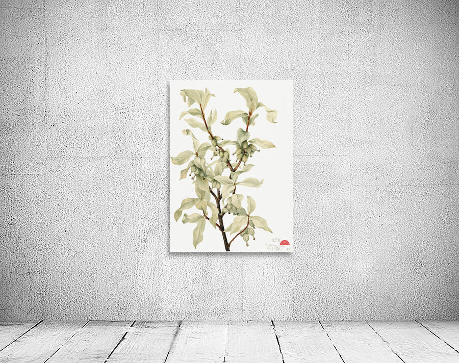 Silverberry Elaeagnus commutata 1922 Wall Preview