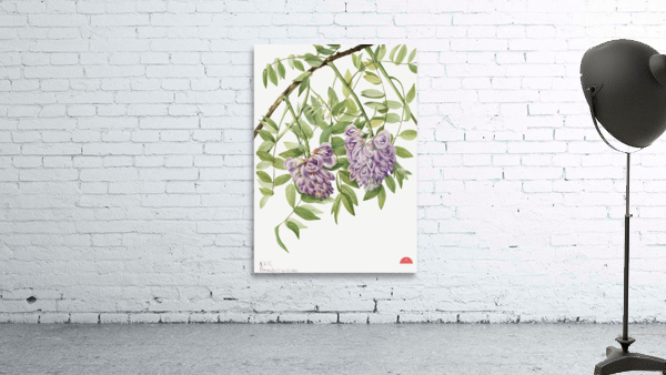 American Wisteria Kraunhia frutescens 1925 Wall Preview