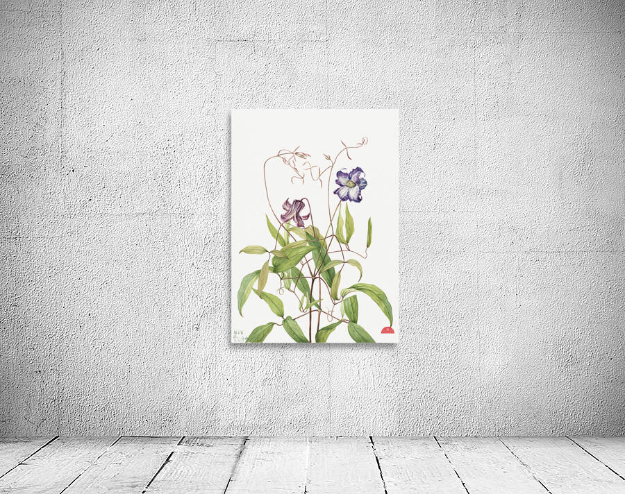 Curly Clematis Clematis crispa 1925 Wall Preview