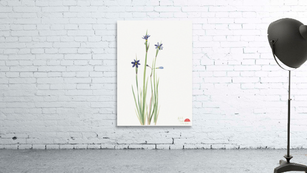 Blue-eyed-grass Sisyrinchium angustifolium 1920 Wall Preview
