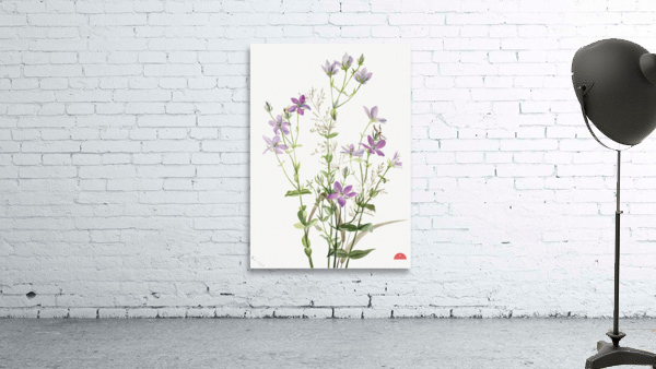 Gentianacease sabbalia angularis 1880 Wall Preview