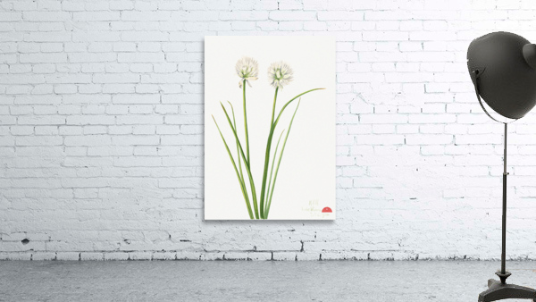 Northern Onion Allium sibiricum 1920 Wall Preview