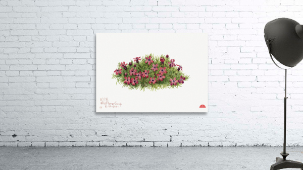 Moss Campion Silene acaulis 1924 Wall Preview
