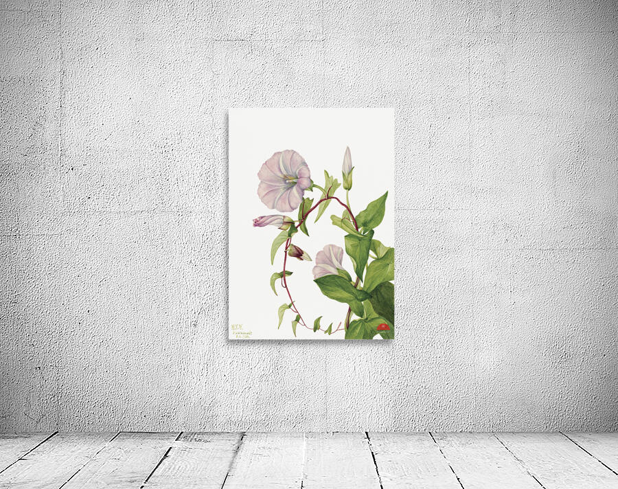 Hedge Bindweed Calystegia Convolvulus sepium 1932  Wall Preview
