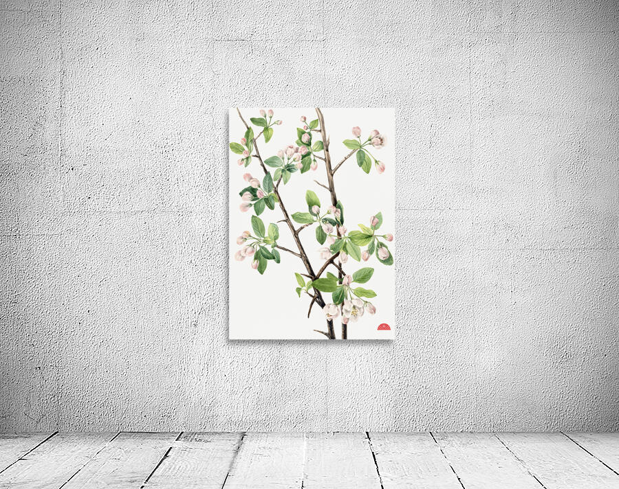Wild Sweet Crab Malus coronaria 1920 Wall Preview