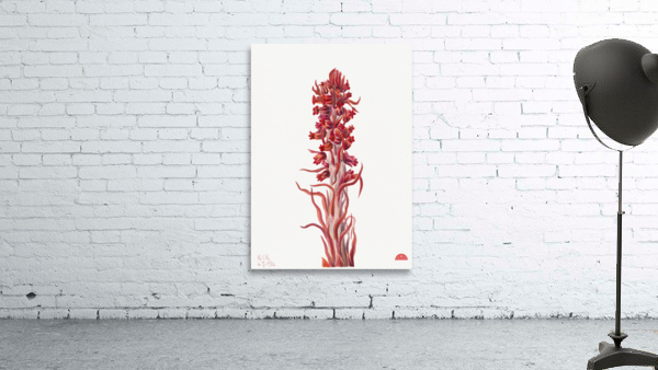 Snow Plant Sarcodes sanguinea 1930 Wall Preview