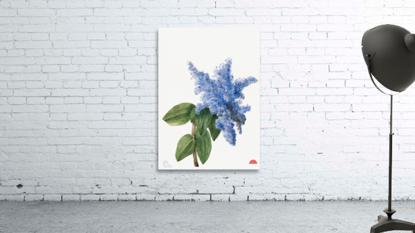 California Lilac Ceanothus thyrsiflorus 1935 Wall Preview