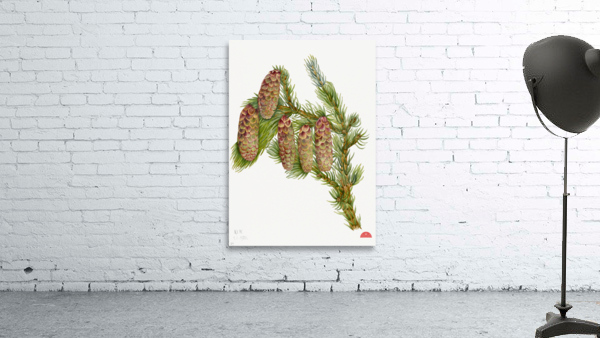 Douglas Fir Pseudotsuga mucronata 1923 Wall Preview