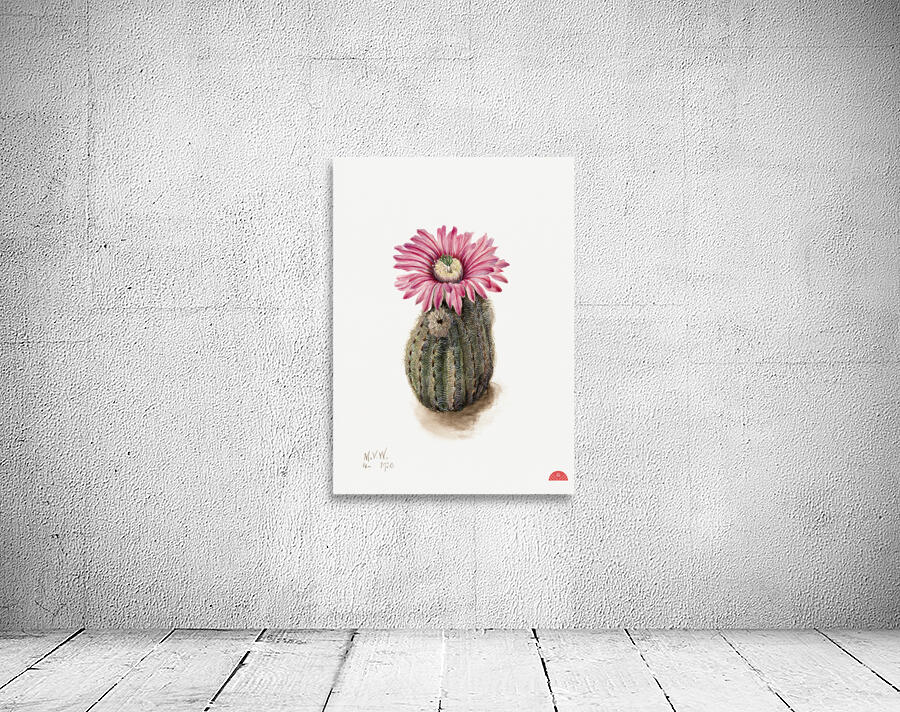Turkeyhead Cactus Echinocerus perbellus 1930 Wall Preview
